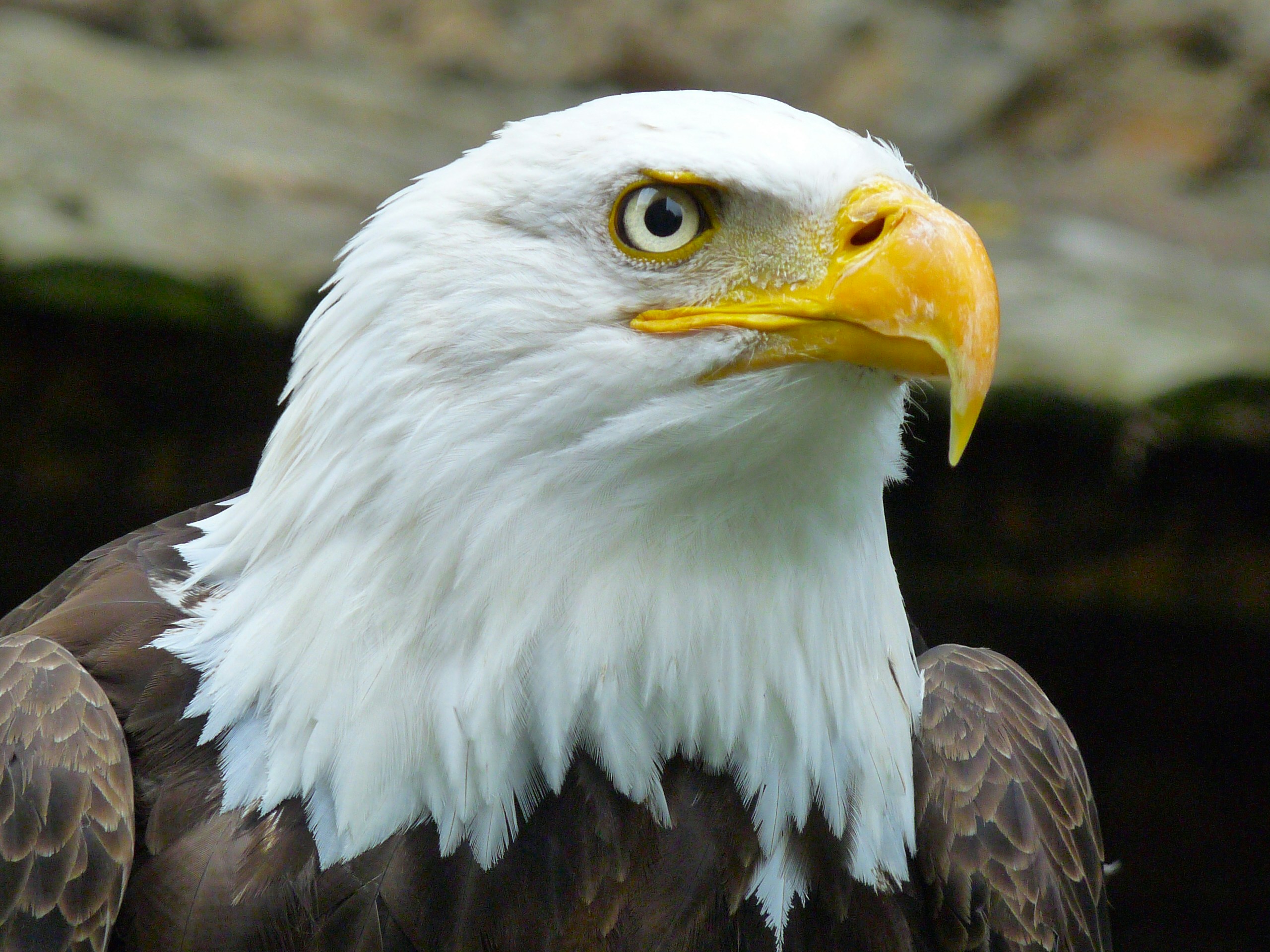 Donjon des Aigles · Beaucens
